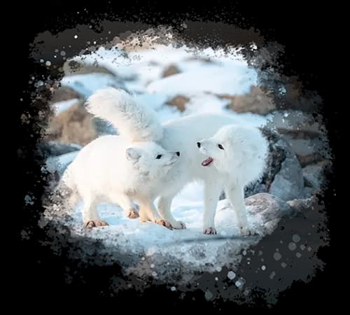 Polar fox
